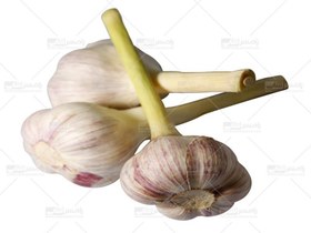 سیر درجه یک ( میوه)